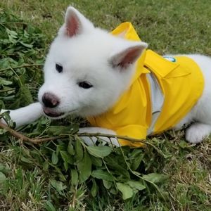 Small Dog Bundle Of Three